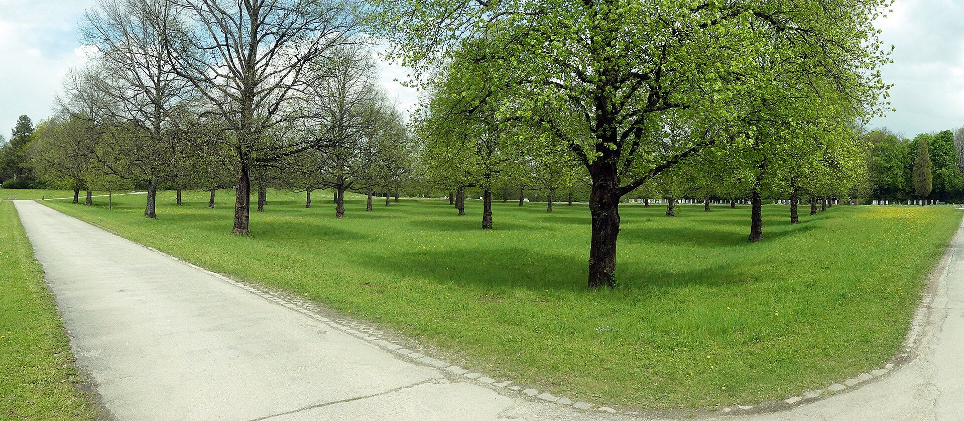 Lindenhain auf der historischen Keltenschanze im Neuen Südfriedhof München